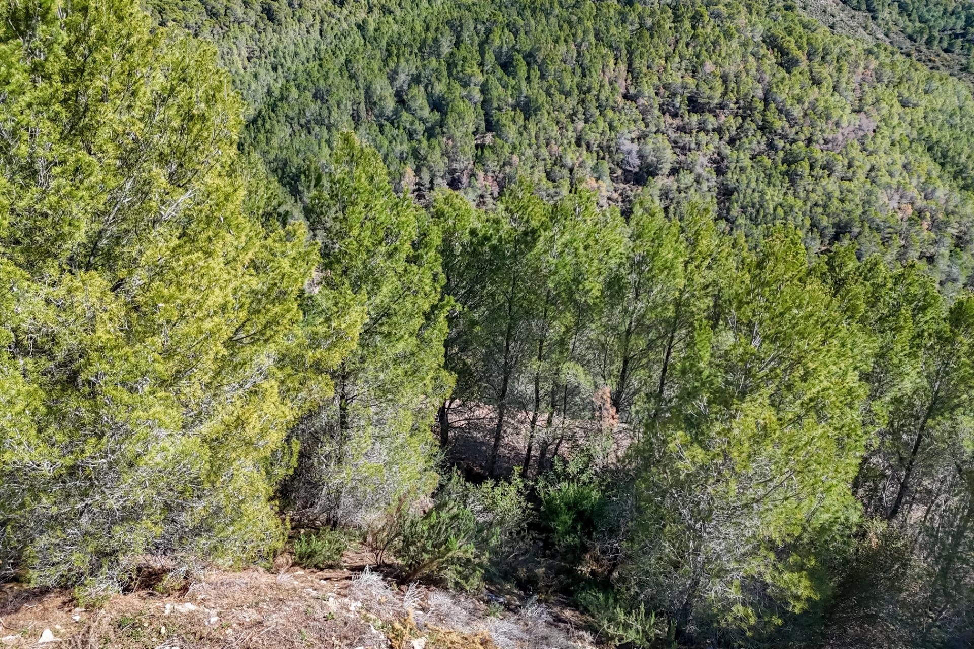 Herverkoop - Land - Callosa De Ensarrià - Santa clara