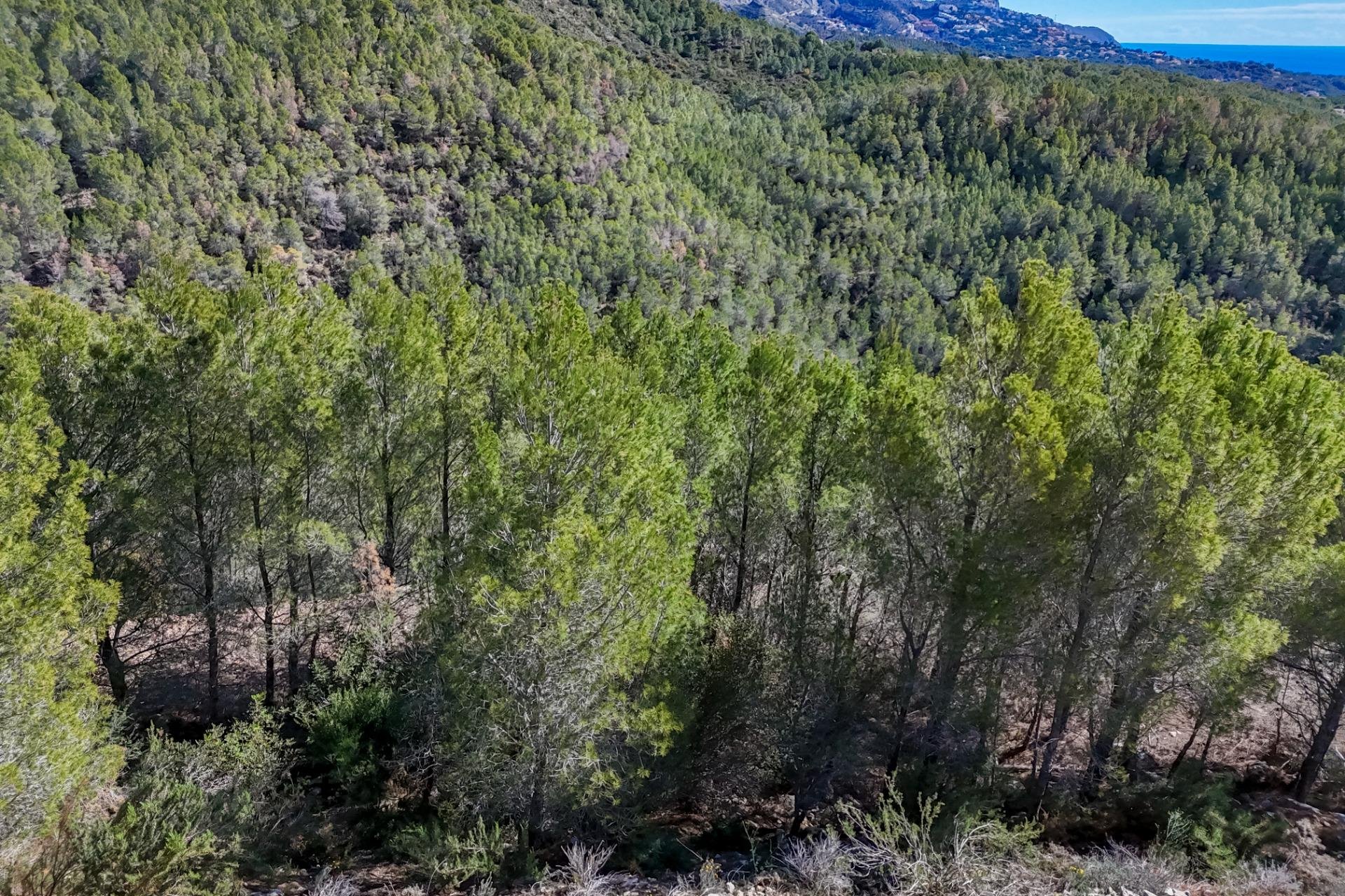 Resale - Land - Callosa De Ensarrià - Santa clara