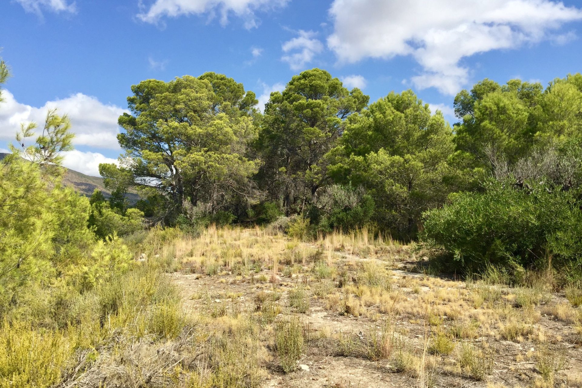 Reventa - Plot - Benissa
