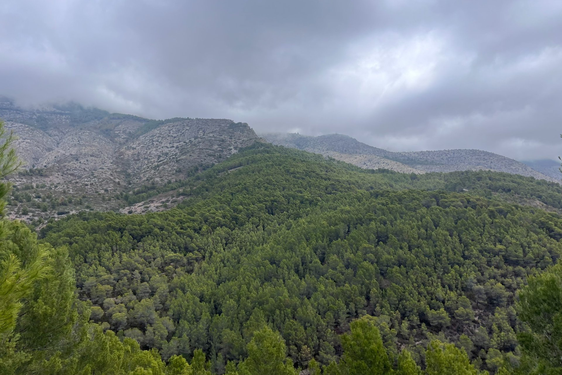 Reventa - Plot - Callosa d'En Sarrià