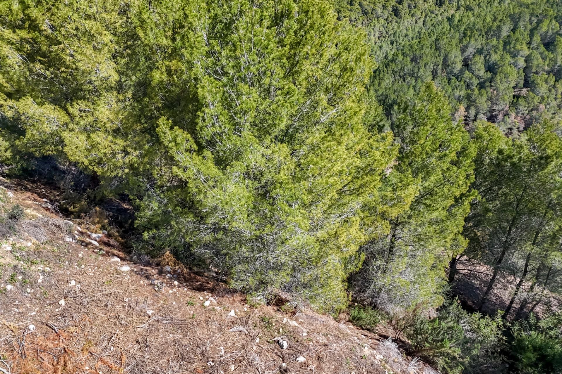 Reventa - Terreno - Callosa De Ensarrià - Santa clara