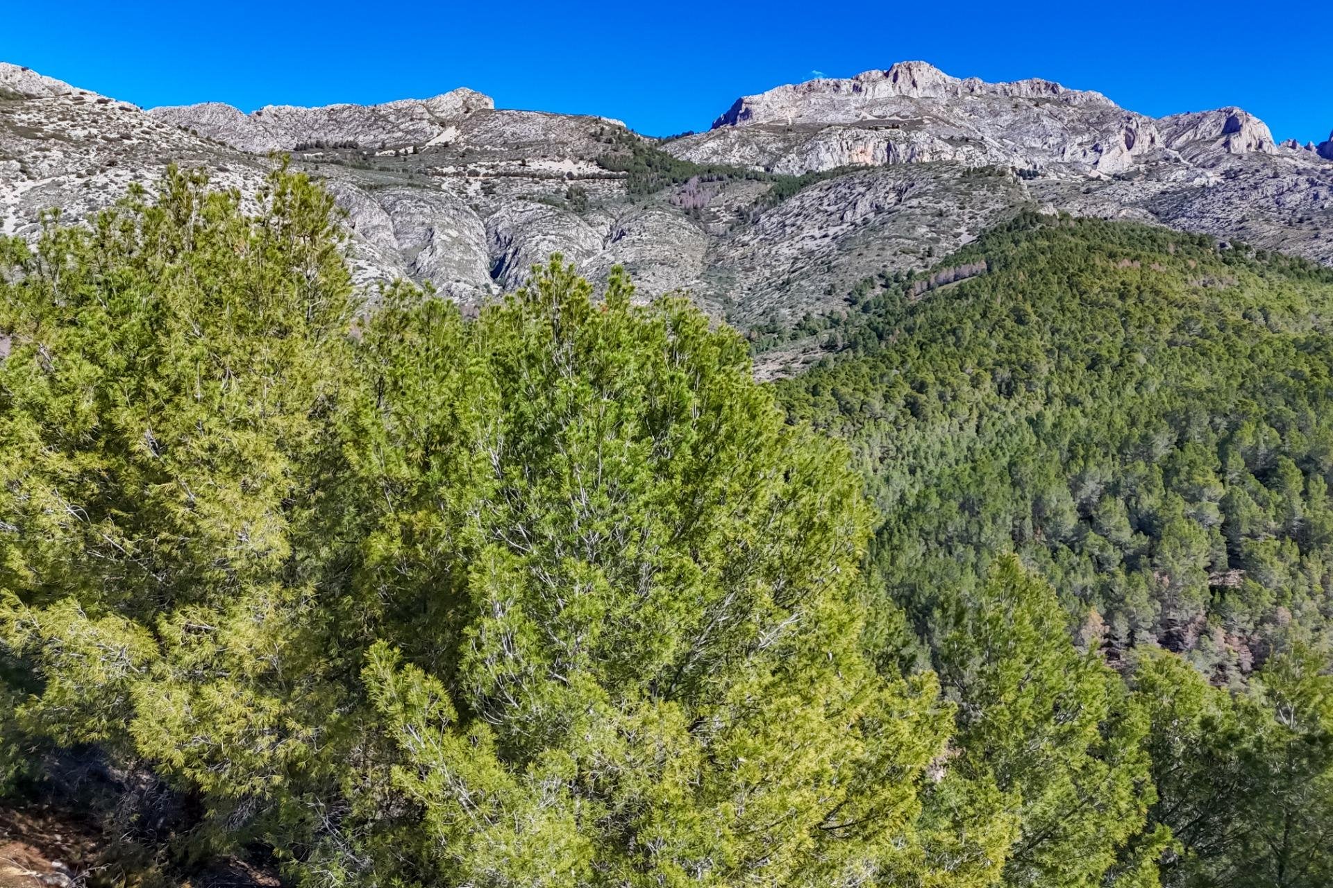Reventa - Terreno - Callosa De Ensarrià - Santa clara
