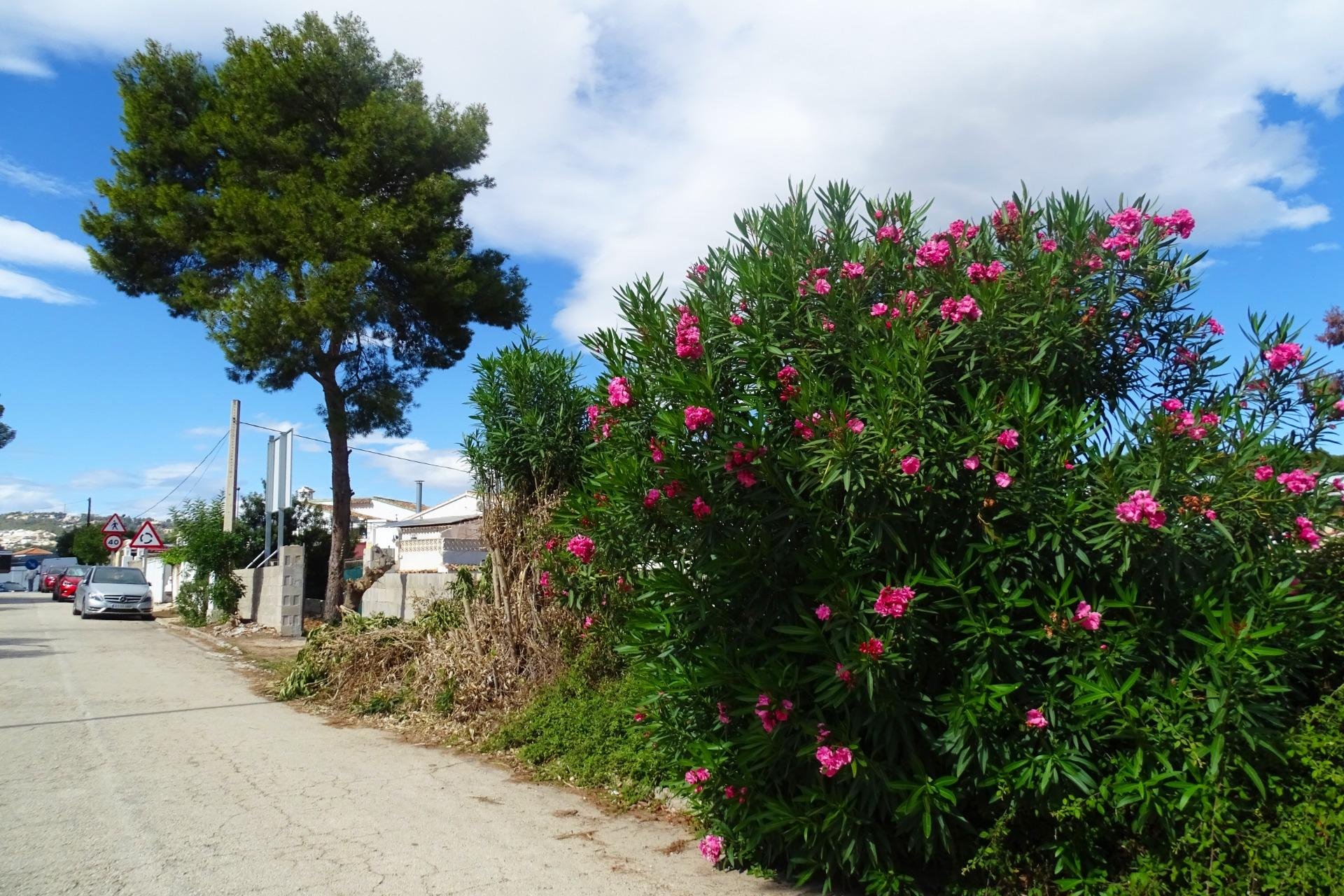Reventa - Terreno - Teulada - Zona Residencial